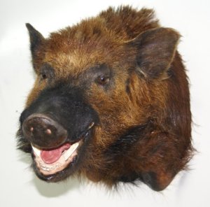taxidermy boar head mount, mounted wild boar taxidermy, taxidermy mounts for sale, boars head taxdermy, taxidermy mounts for sale, wild boar mounts for sale, razorback  for sale