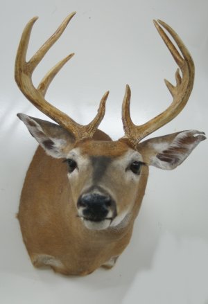 whitetail deer taxidermy mounts for sale, taxidermy deer mounts, deer shoulder taxidermy mount, mounts for sale, taxidermy for sale, taxidermy mounts for sale