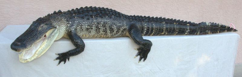 massive full body alligator mount for sale, alligator taxidermy mount for sale, large alligator mount for sale, Florida taxidermy mounts for sale, alligator taxidermy mount for sale, unique gift for Dad, gift for Gator fan, gift for U of F alumni, birthday gift for Dad, gift for hunter, Christmas gift for mancave, Christmas gift for Dad, gift that Dad will love, gift for someone that has everything