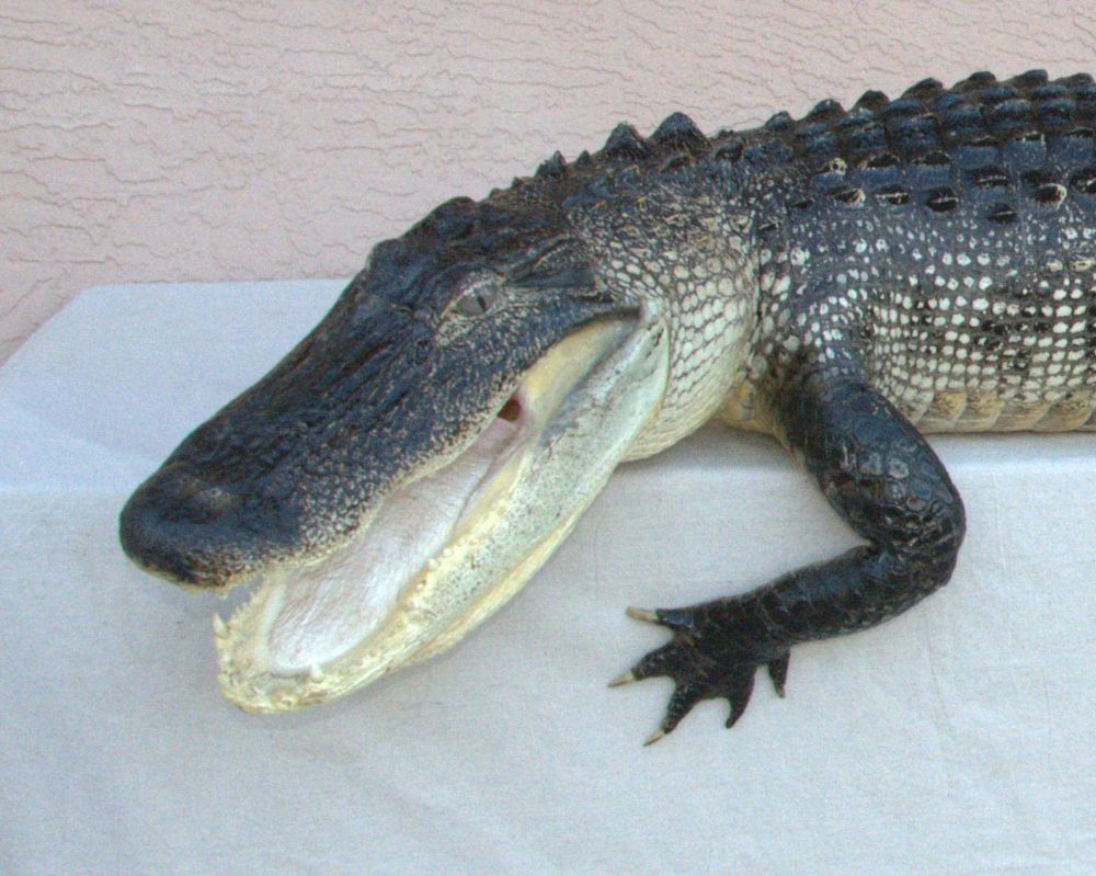 close up gator head photo, taxidermied alligator for sale, full body alligator mounts for sale, gator taxidermy for sale, best price for alligator taxidermy