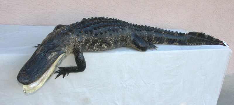 very large gator mount for sale, massive gator taxidermy mount for sale, alligator taxidermy for sale, gator mount for sale, U of F alumni gift, gift for Florida Gator fan, gift for Dad, unique gift for University of Florida alumni, gator fan friend gift, best price for gator mount