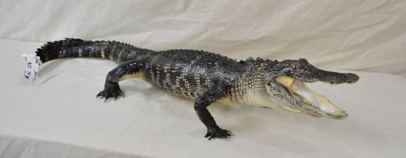 alligator taxidermy mount for sale, unique gift for Dad, gift for Gator fan, gift for U of F alumni, gator for sale
