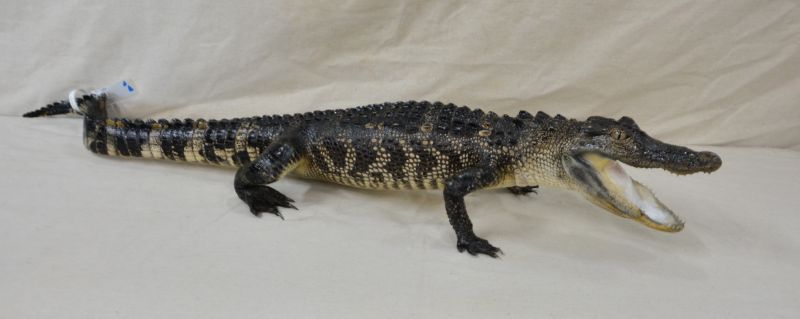full sized alligator mount for sale, alligator mount for sale, best prices on alligator mount for sale, gator mount for sale, Florida alligator mount for sale