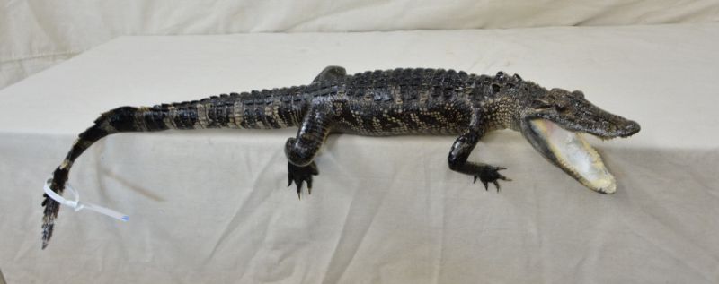 alligator mount for sale, full body alligator mount for sale, best price for an alligator mount