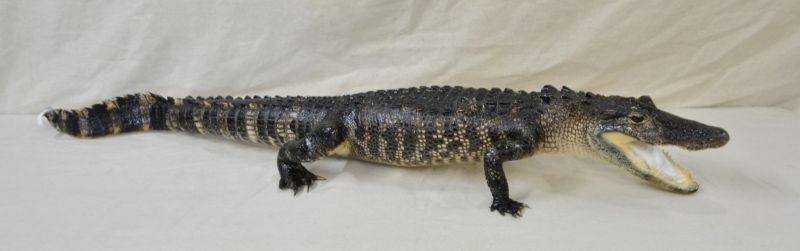 alligator mount grabbing at prey, great alligator mount, reasonable prices for alligator mounts