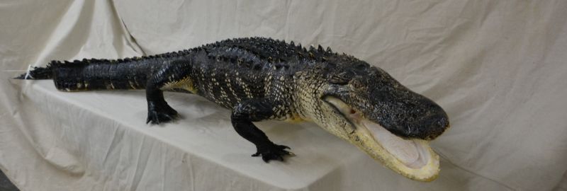 very large alligator mount for sale, allygator taxydermy for sale, gator mount for sale, massive alligator mount for sale, display piece for a showroom or museum