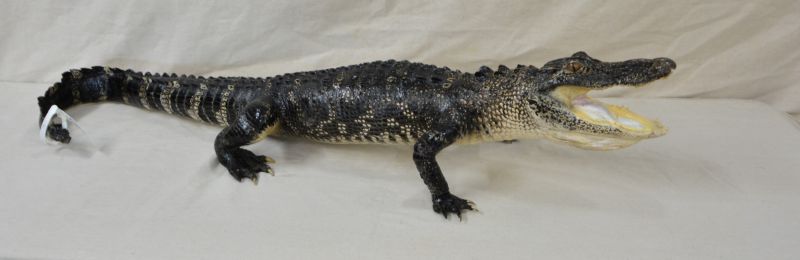 large alligator mount for sale, gator mount for sale, Florida alligator mount for sale