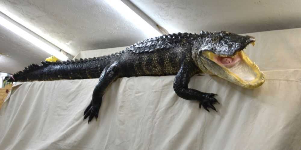 large alligator mount, full sized taxidemied alligator mount, magnificient alligator mount, gator mount, massive gator mount for sale