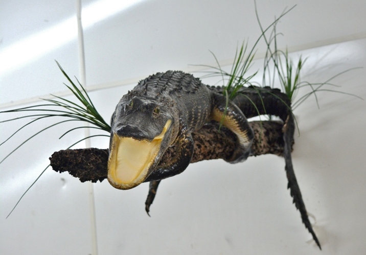 alligator mount for sale, taxidermy mount, gator mount on river wood, alligator mounted on natural wood