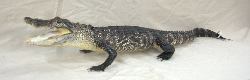 gator taxidermy mounts for sale, gator mount for sale, alligator taxidermy mount for sale, Florida taxidermist, Florida taxidermy, gift for Dad, gift for Gator Fan, gift for grandpa, gift for hunter