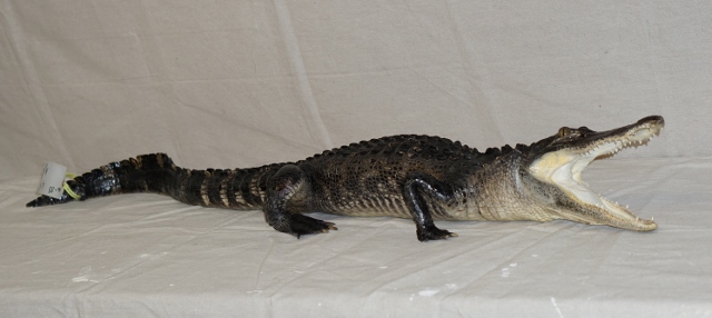 alligator taxidermy mount, gator taxidermy, gator taxidermist