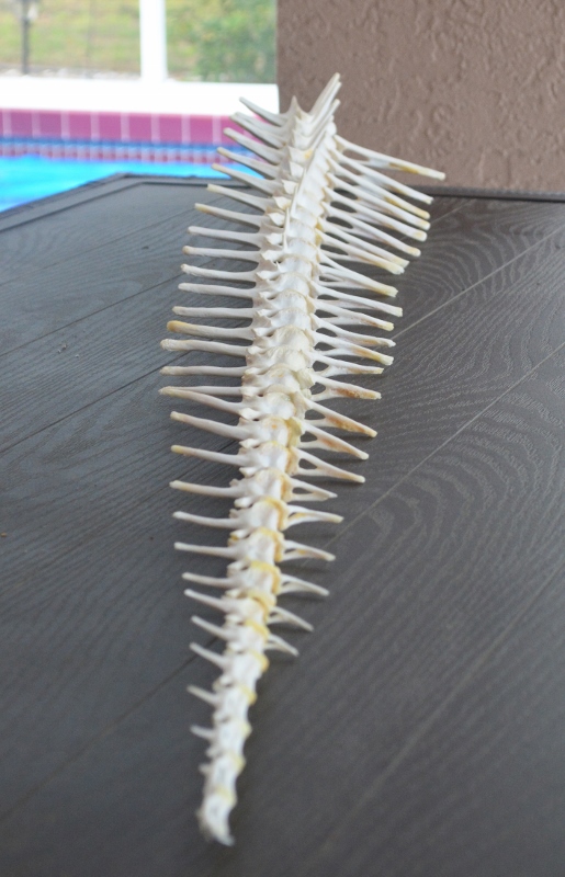 alligator spine, alligator backbone for sale, gator spine for sale, unusual gift for sale, gift for man's office, gift for Dad