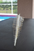 alligator spine for sale, alligator bones for sale, bleached alligator spine for sale, florida alligator taxidermy, florida alligator taxidermist