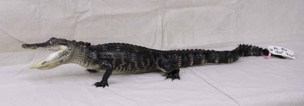 alligator mount for sale, florida alligator mount for sale, gator mount for sale, florida alligator mount, great price on an alligator mount