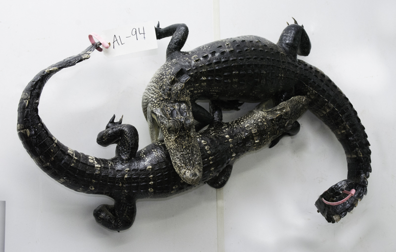 fighting alligator mount, taxidermy gators fighting, alligator wall mount, fierce alligator mount, alligator taxidermist florida, florida gator taxydermy, taxidermied alligator fighting mount for sale