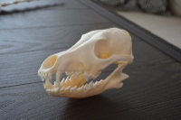 coyote skull mount for sale, coyote skull for sale, coyote teeth for sale, bleached skull mount for sale, bleached coyote skull mount for sale