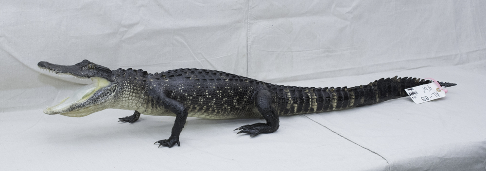 alligator mount for sale, florida alligator taxidermy, taxydermy mount, gator mount for sale, cheap gator mount for sale, gift for dad