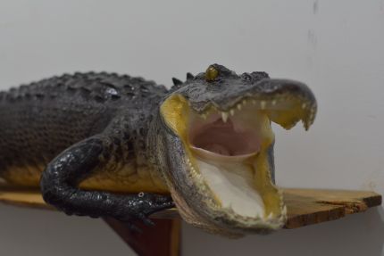 large alligator taxidermy mount, alligator with open mouth, best alligator taxidermist in Florida, best turn around time to have a gator mounted