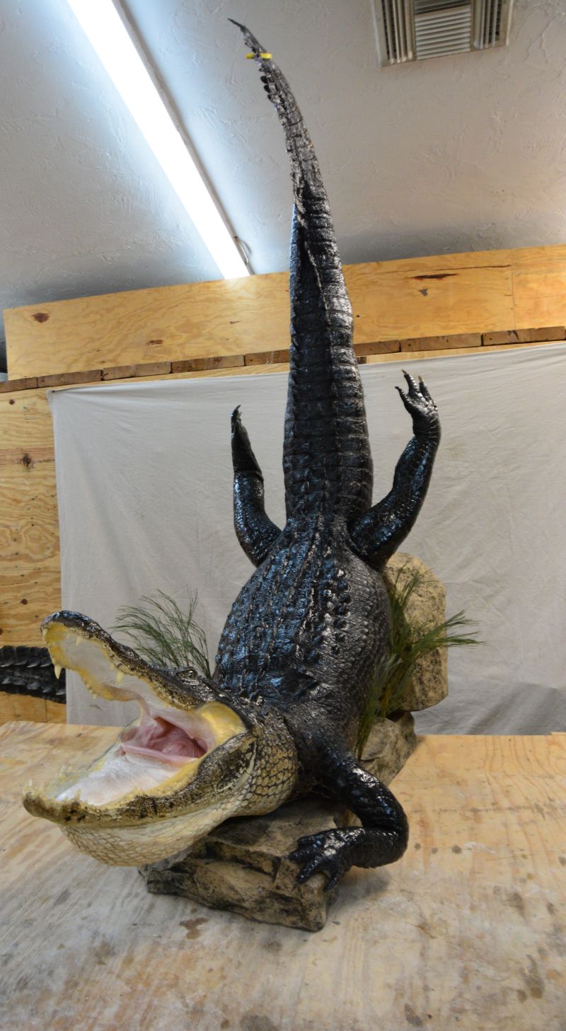 alligator taxidermy mounts for sale, alligator taxidermist, alligator taxidermy, southwest Florida, Florida, Gulf Coast, west coast, Port Charlotte alligator taxidermist, gator taxidermist, best around alligator taxidermist