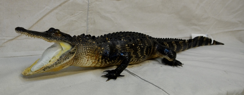 stuffed alligator for sale