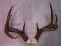 antlers for sale, whitetail deer antlers for sale, antlers for taxidermist, taxidermy mount ready antlers, antler supply, antlers for crafts, antlers for projects, antlers for chandelier 