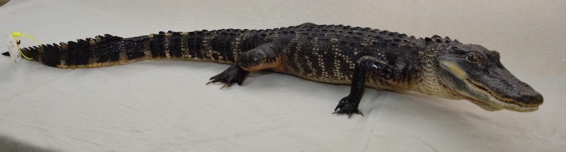 Alligator Mounts, Alligator Taxidermy, Gator Taxidermy, Reptile ...